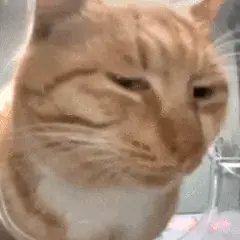 猫猫嫌弃眼神