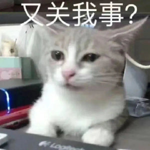 又关我事？(猫猫表情包)