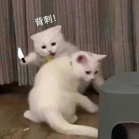 背刺！(猫猫表情包)