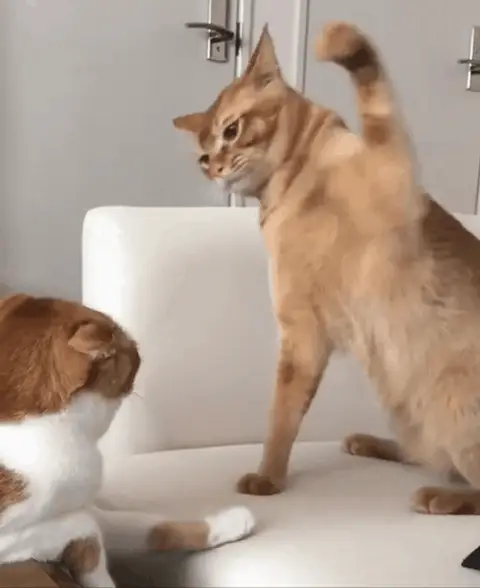 猫猫挥拳 GIF 动图表情包