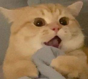 猫猫震惊表情包