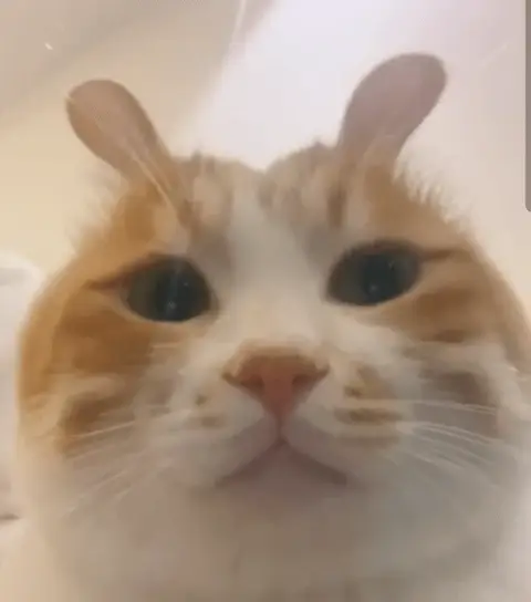 小兔子猫猫 GIF 动图表情包