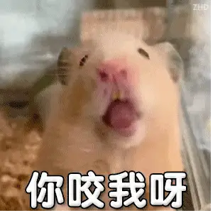 鼠鼠表情包  你咬我呀