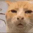 奇怪猫猫动图GIF