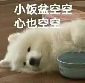 小饭盆空空心也空空