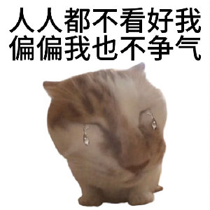 人人都不看好我偏偏我也不争气(流泪猫咪表情包)