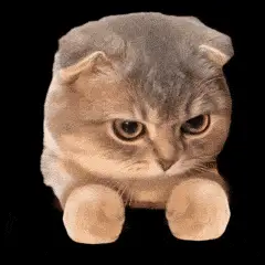猫猫打拳 GIF 动图表情包