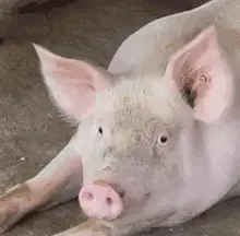 猪猪 GIF 动图表情包