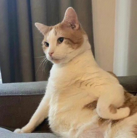 猫猫表情包