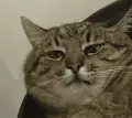 猫猫动图表情包