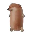 香肠狗表情包